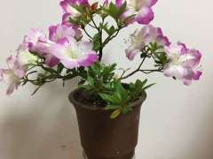 杜鹃下山桩总感觉没有重瓣的好看 图片