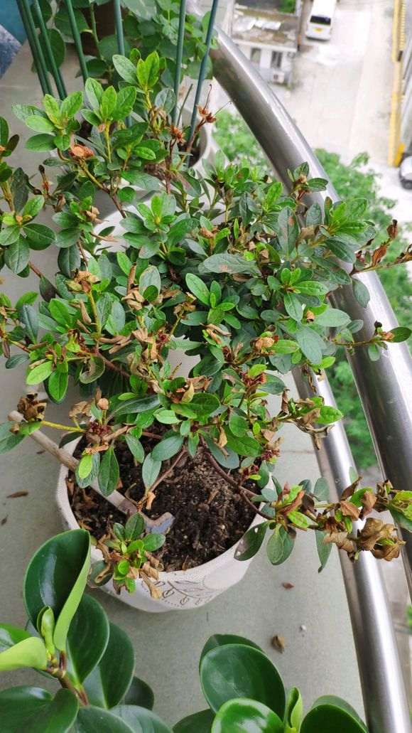 杜鹃下山桩好多枯叶 请问怎么办 图片