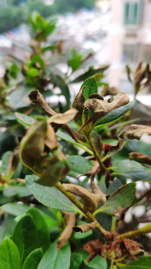 杜鹃下山桩好多枯叶 请问怎么办 图片