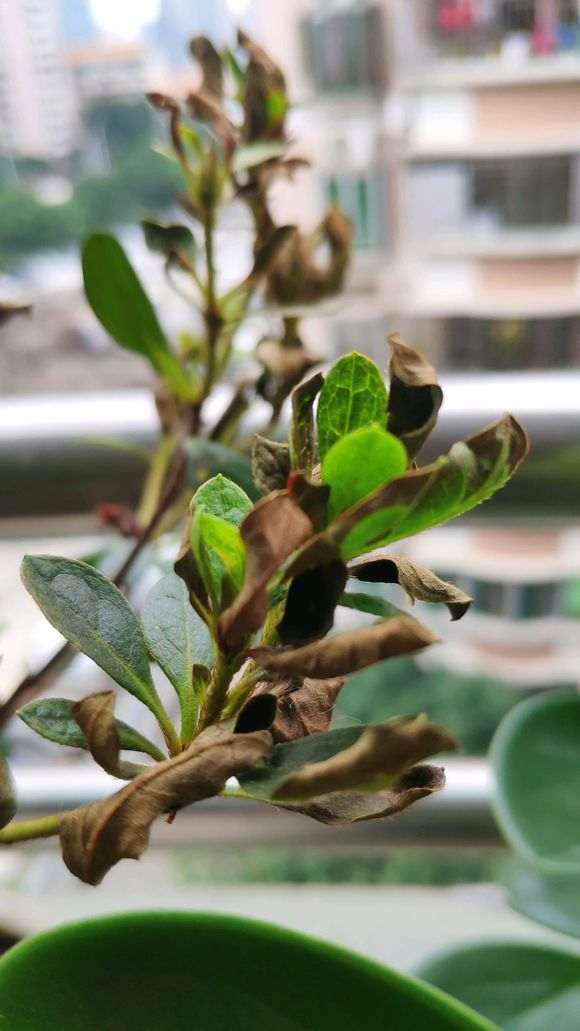 杜鹃下山桩好多枯叶 请问怎么办 图片