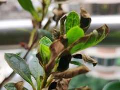 杜鹃下山桩好多枯叶 请问怎么办 图片