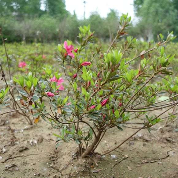 我家的石岩杜鹃下山桩 终于开花啦