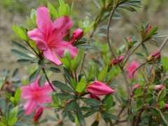 我家的石岩杜鹃下山桩 终于开花啦