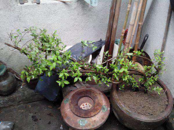 杜鹃下山桩洗根换土和修根换土能不能用