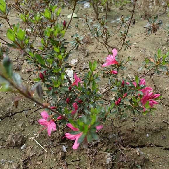 杜鹃下山桩洗根换土和修根换土能不能用