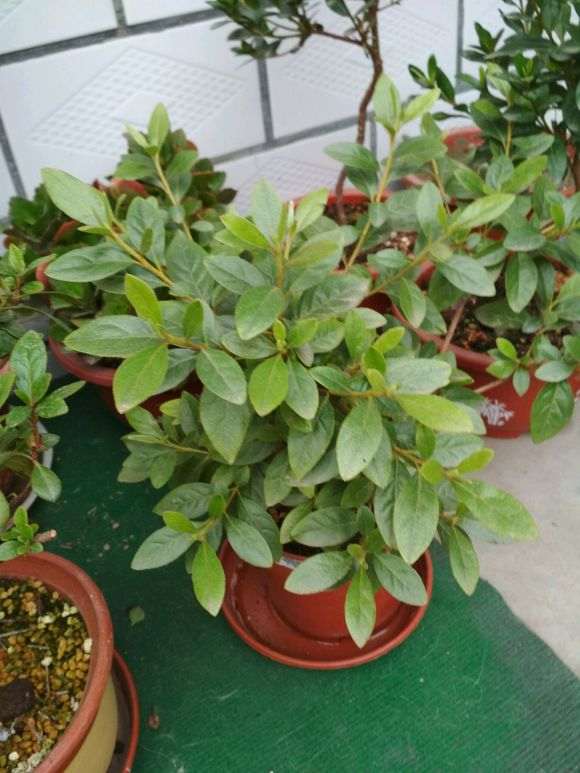 杜鹃下山桩不断出现枯叶 是水质的问题吗