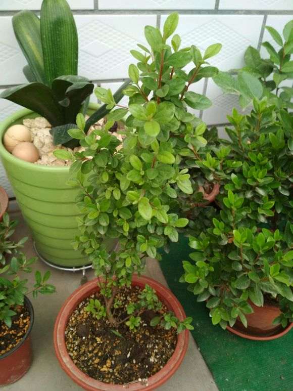 杜鹃下山桩不断出现枯叶 是水质的问题吗