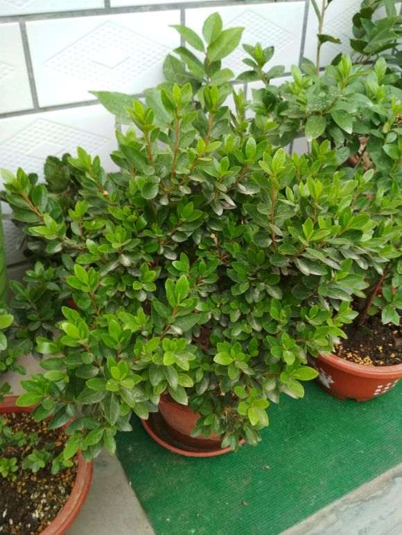 杜鹃下山桩不断出现枯叶 是水质的问题吗