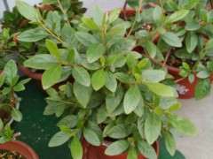 杜鹃下山桩不断出现枯叶 是水质的问题吗