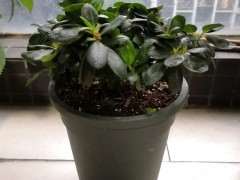 杜鹃下山桩小苗要分盆吗 图片