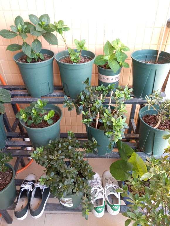 阳台没有太阳 能养杜鹃下山桩吗