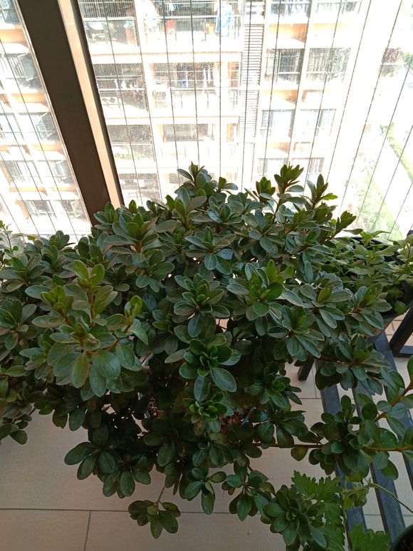 阳台没有太阳 能养杜鹃下山桩吗