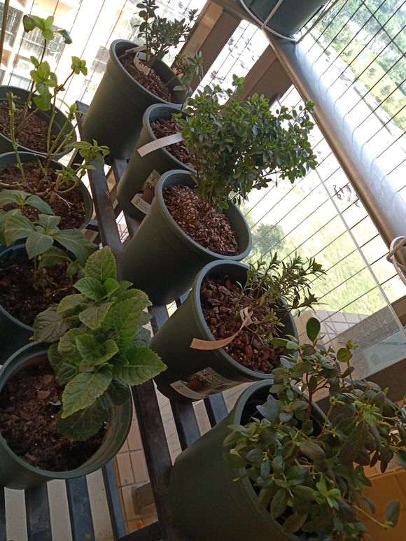 阳台没有太阳 能养杜鹃下山桩吗