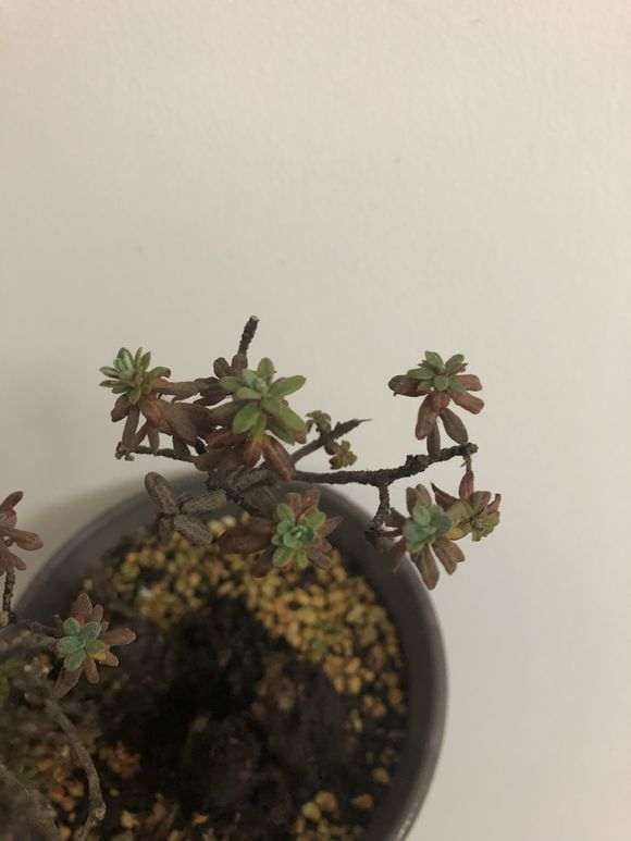 米叶杜鹃下山桩怎么度夏活的方法