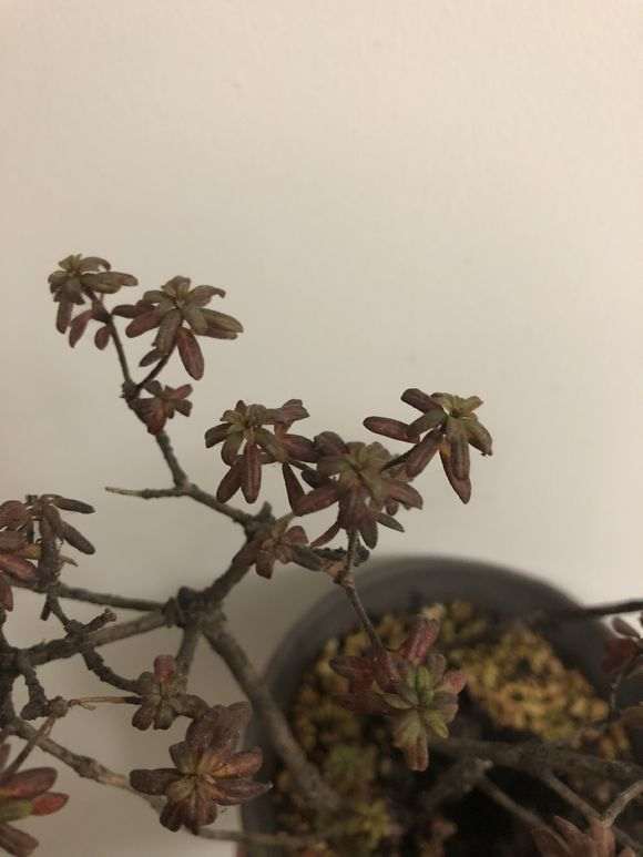 米叶杜鹃下山桩怎么度夏活的方法