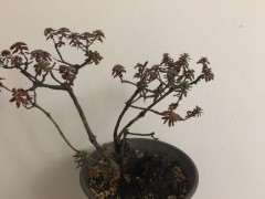 米叶杜鹃下山桩怎么度夏活的方法 图片