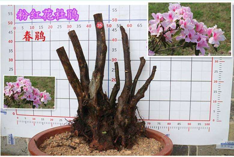 为什么杜鹃下山桩用纯腐殖土和树皮最好