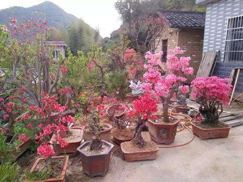 杜鹃下山桩如何用土用肥的方法