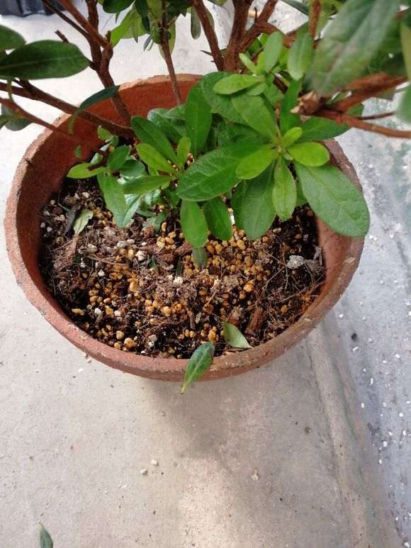 杜鹃下山桩如何用土用肥的方法