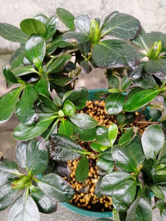 为什么水质不达标 养不好杜鹃下山桩