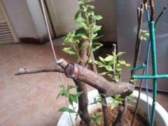 为什么水质不达标 养不好杜鹃下山桩