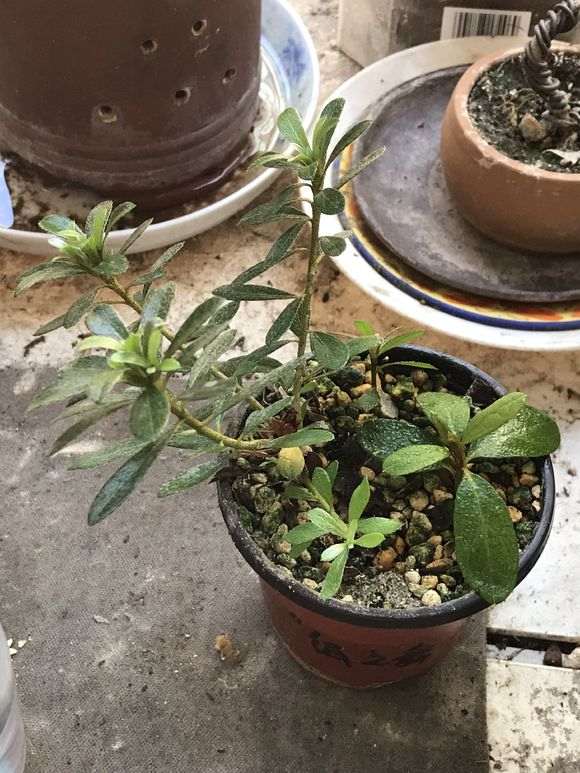 为什么用纯净水养护杜鹃下山桩最好 图片