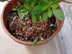 为什么用纯净水养护杜鹃下山桩最好 图片