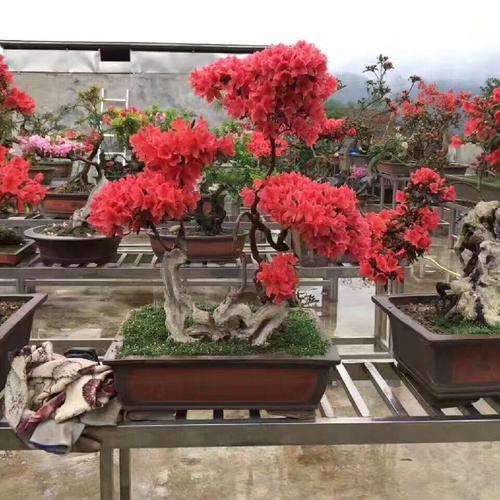 为什么用纯水挽救杜鹃下山桩很有效 图片