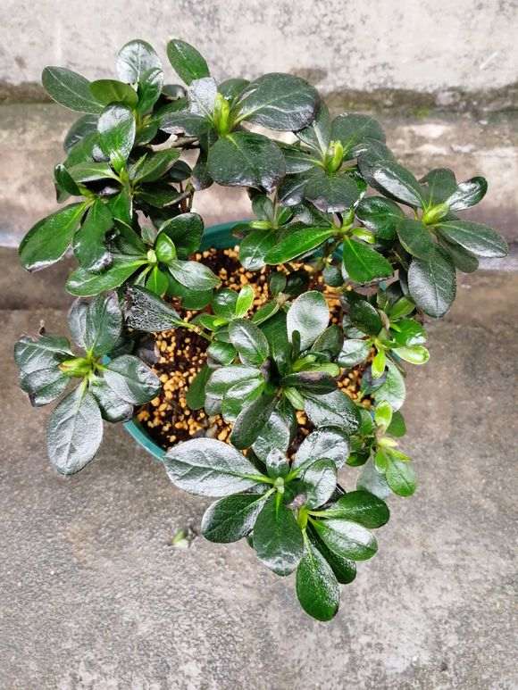 为什么用纯水挽救杜鹃下山桩很有效 图片