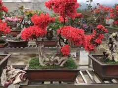 为什么用纯水挽救杜鹃下山桩很有效 图片