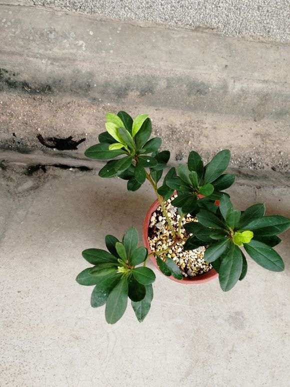 为什么杜鹃下山桩每天洒水就顺利度夏