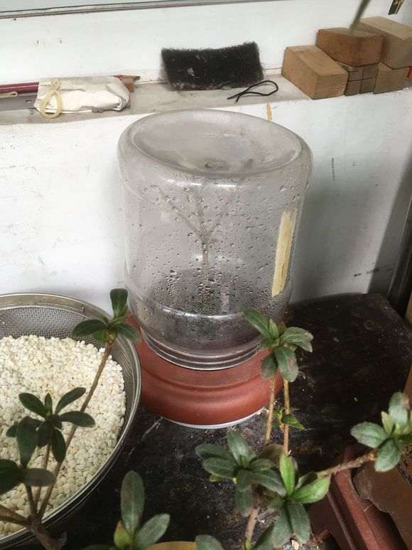 为什么杜鹃下山桩每天洒水就顺利度夏