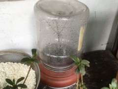 为什么杜鹃下山桩每天洒水就顺利度夏