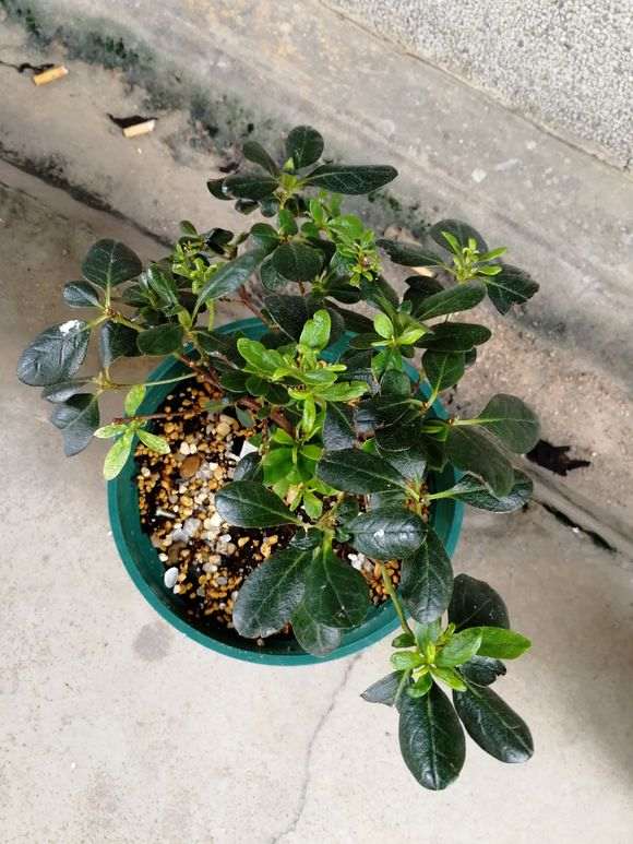 杜鹃下山桩天天浇水 不会有什么问题吧？