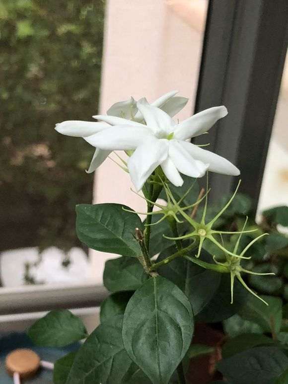 接的雨水可以用来养杜鹃下山桩吗