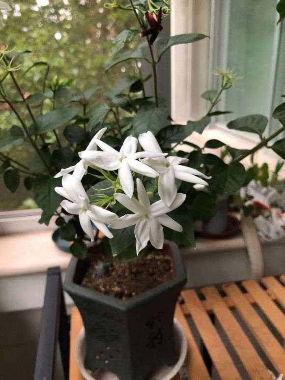 接的雨水可以用来养杜鹃下山桩吗