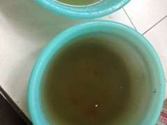 接的雨水可以用来养杜鹃下山桩吗 图片