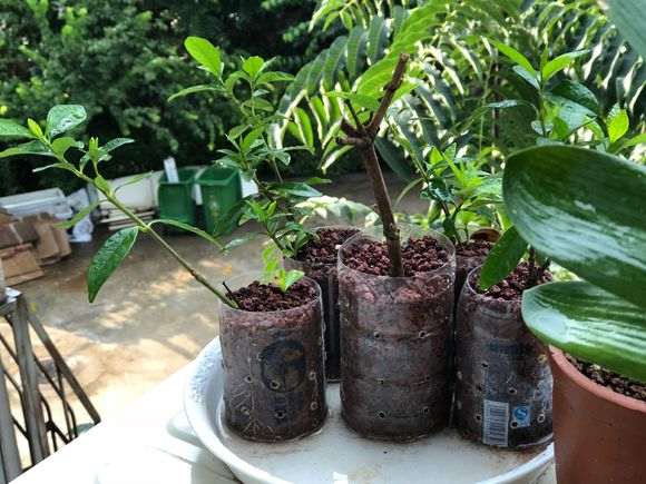 杜鹃下山桩怎么洗根换土的3个方法 图片