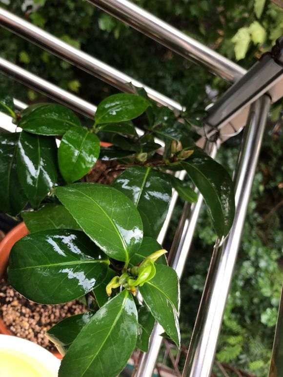 杜鹃下山桩怎么洗根换土的3个方法 图片