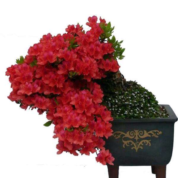 杜鹃下山桩怎么换土的3种模式 图片