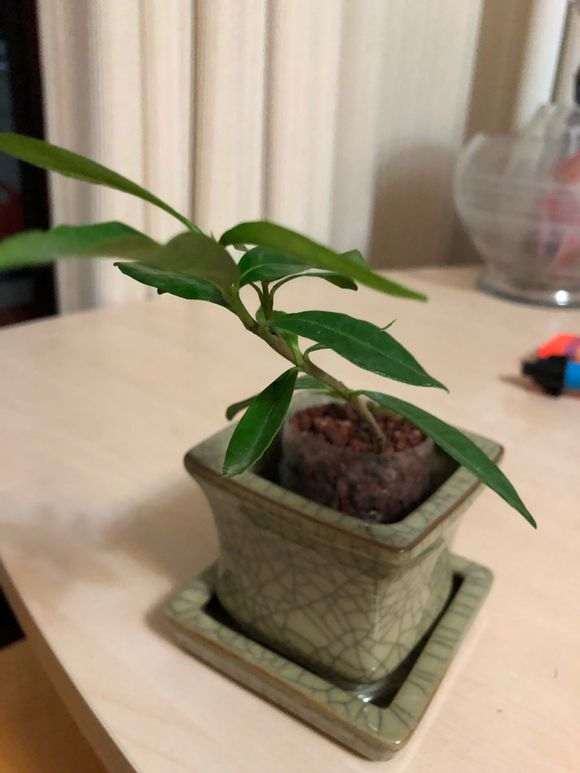 杜鹃下山桩怎么换土的3种模式 图片