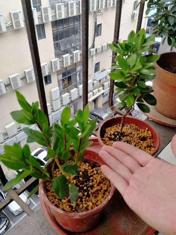 用空调的冷凝水给杜鹃下山桩浇水很好