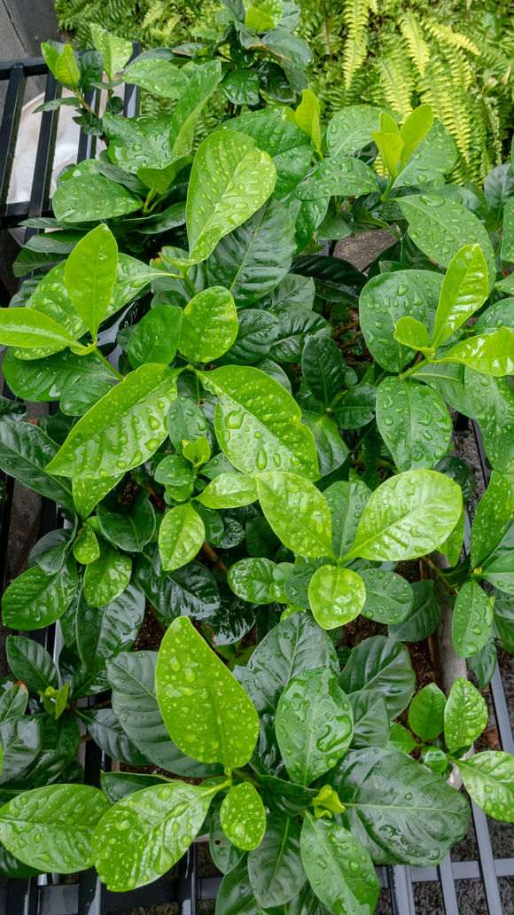 为什么杜鹃下山桩用纯净水