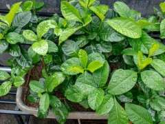 为什么杜鹃下山桩用纯净水 雨水最好