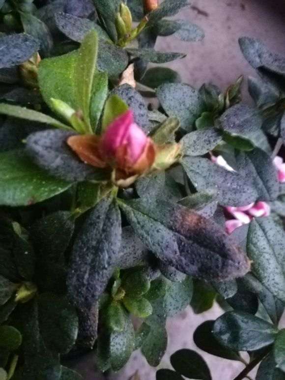 为什么杜鹃下山桩用自水会枯叶 图片