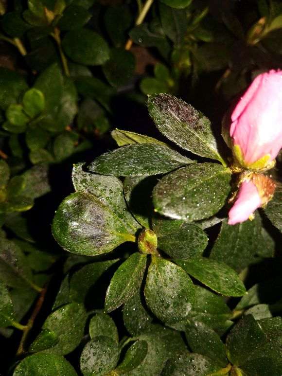 为什么杜鹃下山桩用自水会枯叶 图片