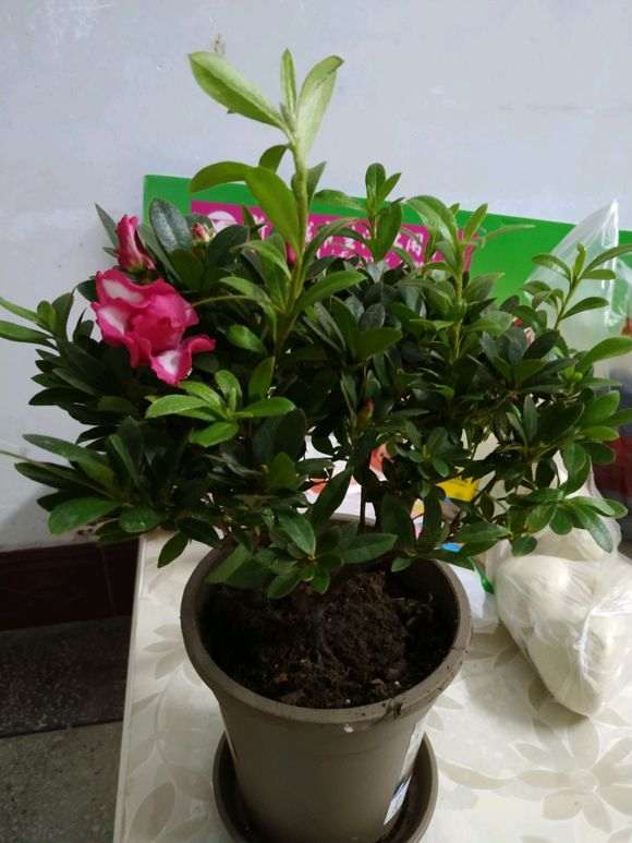 为什么杜鹃下山桩用自水会枯叶 图片