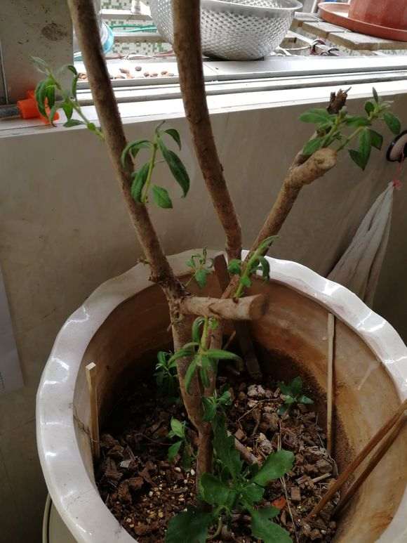 杜鹃下山桩在什么季节都能扦插 图片