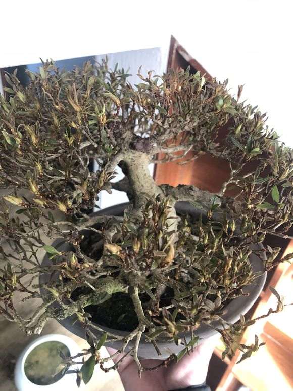 为什么杜鹃下山桩不能叶面喷水 图片