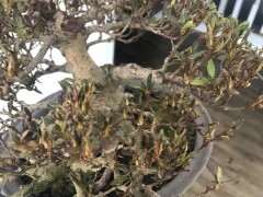 为什么杜鹃下山桩不能叶面喷水 图片